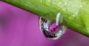 Flowers reflected in water droplets