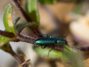 Tiger Beetle - Took a few shots to get this, but I was pleased with snapping this tiny creature with some degree of clarity.